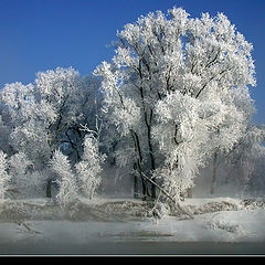 фото "Заколдованный лес"