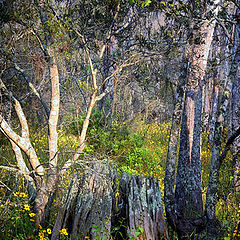 фото "Springtime in the Swamp"