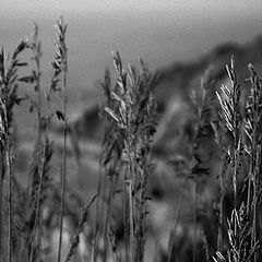 фото "...at the cliffs..."