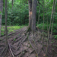 photo "Roots that us ground"
