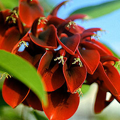 photo "The Red Flower"