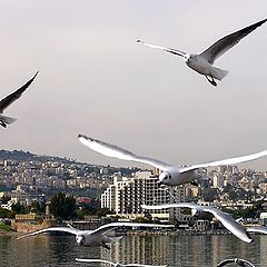 photo "Gulls of New Year."