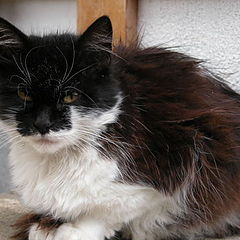 photo "Bulgarian Cat"
