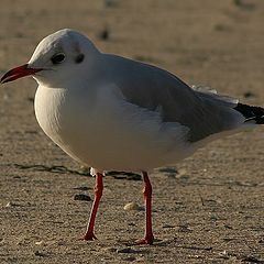 photo "Small Seagull"