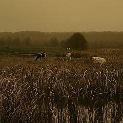 photo "Late autumn in b/w color"