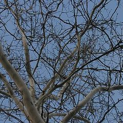 фото "Hemlock tree"