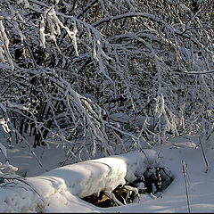 photo "Winter forest-1"