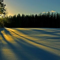 фото "Shadows on the snow"
