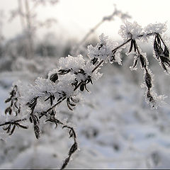 фото "Frost"