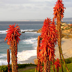 photo "Aloe"