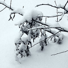 photo "Snow2"