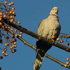 фото "the bird"