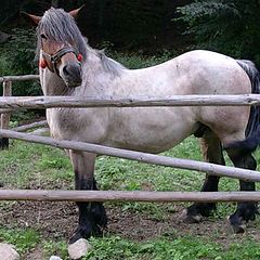 photo "Horse"