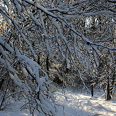 photo "Winter forest-2"