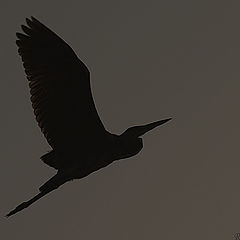 photo "Flying Heron"