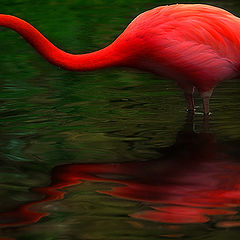 фото "Drop and Flamingo"