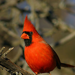 photo "Male Northern Cardinal"