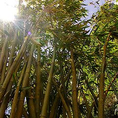 photo "Bamboo"