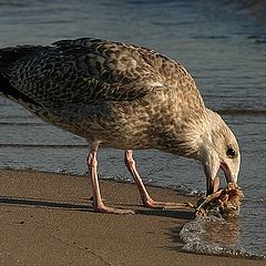 photo "Food again"