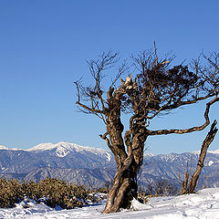 photo "Exposed to the Elements"