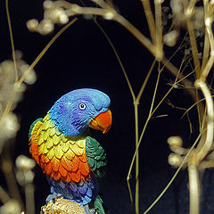 photo "Parrot"