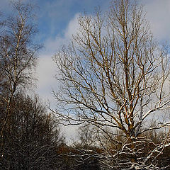 photo "Winter forest-3"