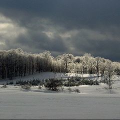 фото "Frosty Forest"