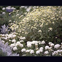 фото "Silver Impression at the NYBG"