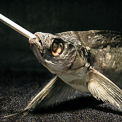 photo "Smoking fish"