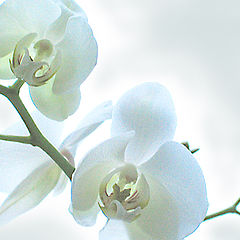 photo "Orchidee."