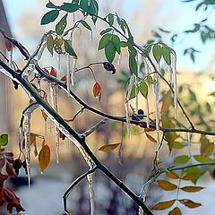 photo "Paintings of Winter..."