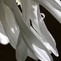 фото "На лепестках хризантемы..."