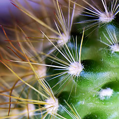 photo "Such different prickles... (1)"