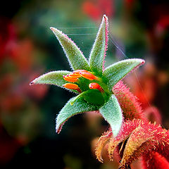 фото "Кенгуринная лапка (цветок так называется...)"