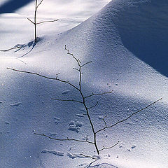 фото "Shadows on the snow (7)"