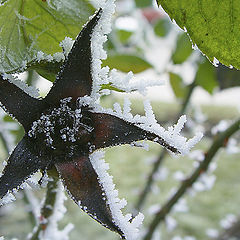 фото "The frozen star"