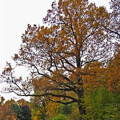 фото "Immemorial Oak. Autumn."