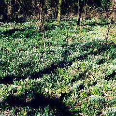 photo "Snowdrops"