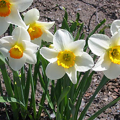 photo "May flowers"