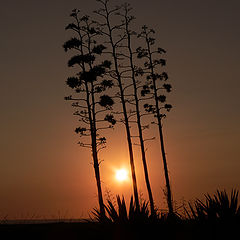 фото "to get dark in the desert"