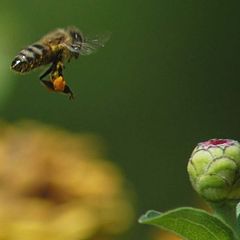 photo "Flying to the flower"