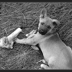 photo "Don`t look!... It`s my bone!"