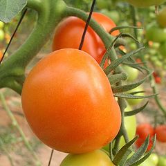 photo "Tomatoes"