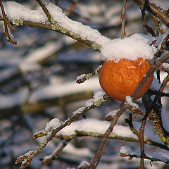 photo "Cold apple"