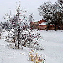 photo "Small winter apple-tree"