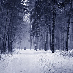 photo "Wood walk"