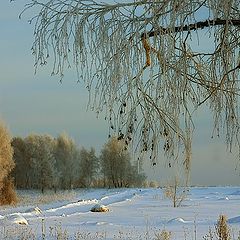 photo "Birch dreams"