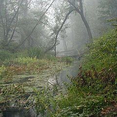 photo "Smoke in the wood"