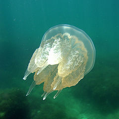 фото "Медуза"