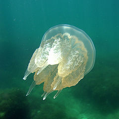 photo "Underwater life"